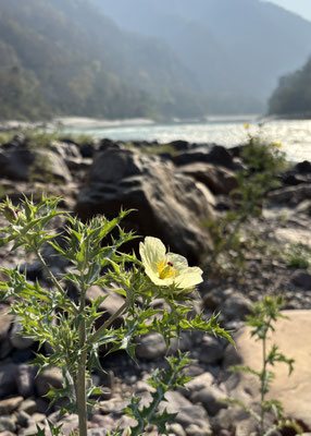 creative-retreat-in-shivpuri-surrounded-by-forests-and-himalayan-nature north-india-cultural-blockprint-retreat-rishikesh-shivpuri